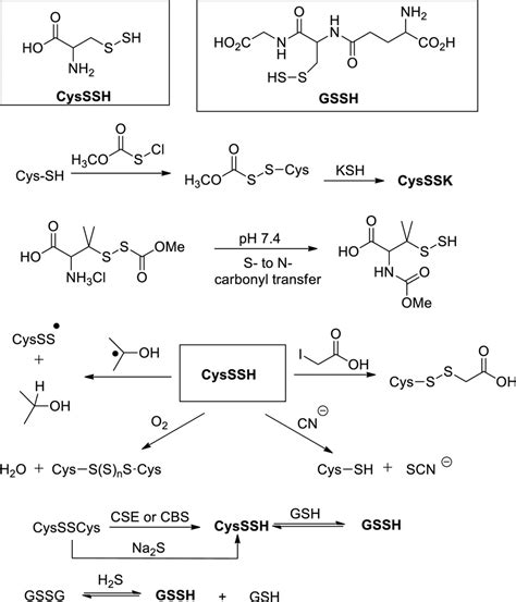 Persulfides Current Knowledge And Challenges In Chemistry And Chemical