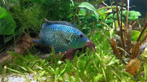 Adult Electric Blue Acara Female Spawning With Small Male Youtube