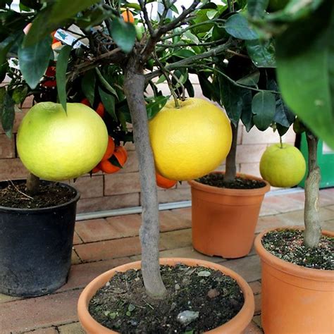 Pompelmo Alberi Da Frutto Piante Agrumi