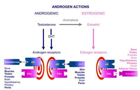 Estrogens Male Reproduction And Beyond Endotext Ncbi Bookshelf