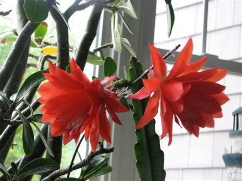 Caracter Sticas E Cultivo Do Cacto Orqu Dea Epiphyllum Ackermannii