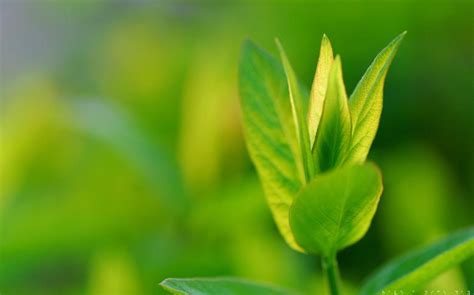 green tree leaf  stock photo  lena  stockvaultnet