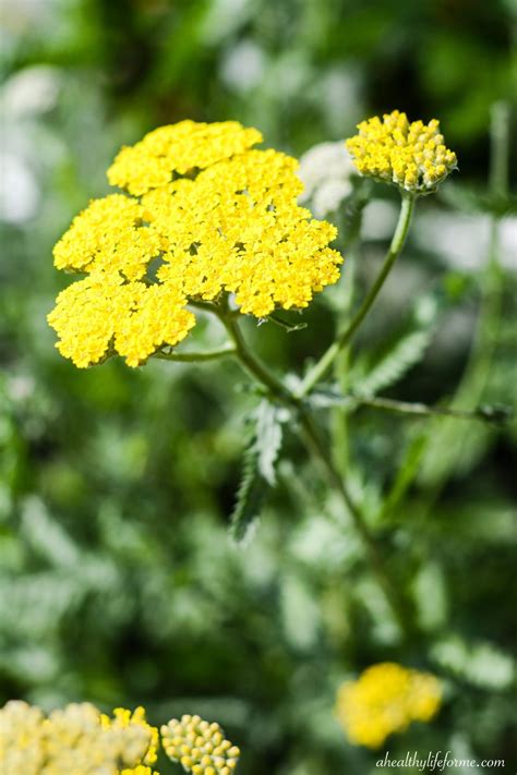 How To Grow And Care For Yarrow A Healthy Life For Me