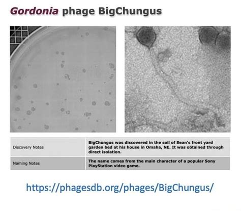 Gordonia Phage Bigchungus Bigchungus Was Discovered In The Soil Of Sean