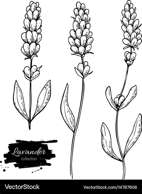 Lavender drawing set isolated wild flower Vector Image