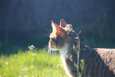 Free Images Nature Grass Lawn Meadow Wildlife Green Kitten