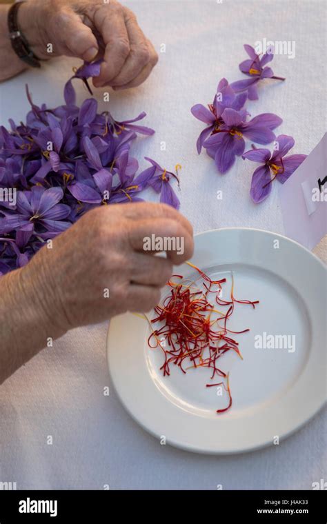 Saffron peeling contest during the saffron festival in Consuegra Stock Photo - Alamy