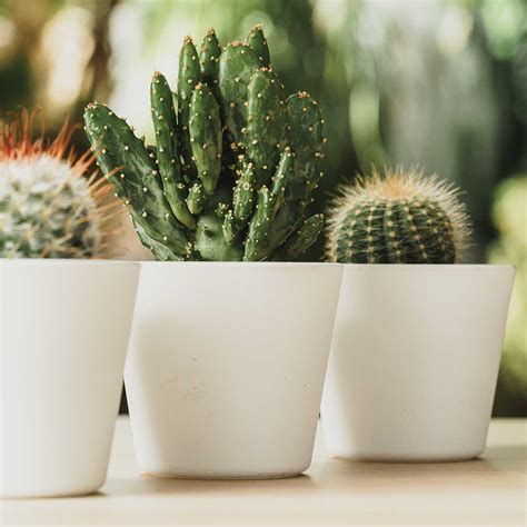 Tips De Cuidados Para Cactus Y Suculentas Plantae