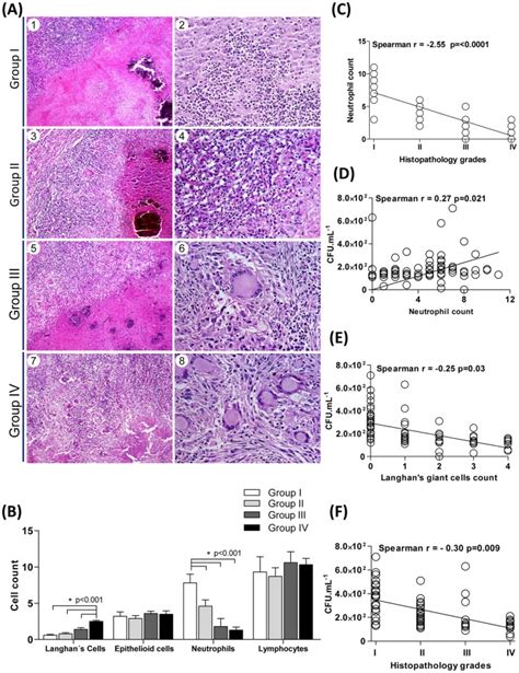 (A) Lung tissues were categorized according to the granuloma cellular ...