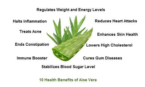 Top 10 Health Benefits Of Aloe Vera Top 10 Home Remedies