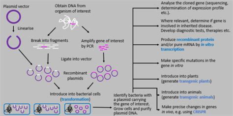 Recombinant Dna Technology Flashcards Quizlet