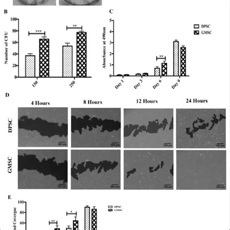 Gingival Mesenchymal Stem Cells GMSCs And Dental Pulp Stem Cells