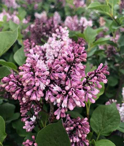 Little Darling Lilac Pahls Market Apple Valley Mn