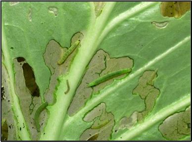 Diamondback Moth Larvae — Plant & Pest Advisory