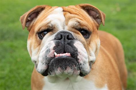 Bulldog Bulldog Inglés Características Y Cuidados De La Raza Point Pet