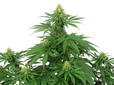 Big Bud Regular Grow Report Indoor Sensi Seeds