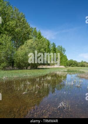 Nature Landscape Park Trees Birds Background Stock Photo Alamy