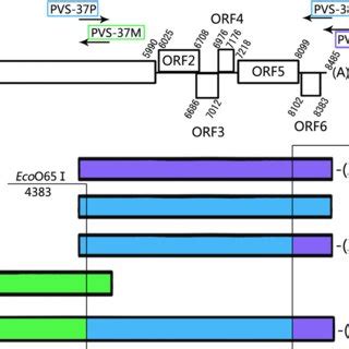 Schematic Illustration Of The Construction Of Full Length CDNA Clone Of