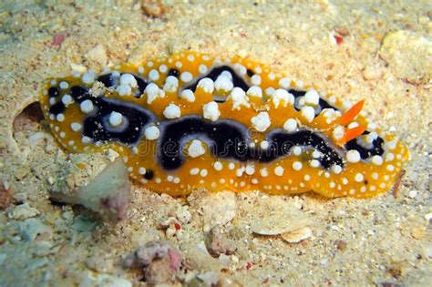 NudiBranntphyllidia Varicosa Im Filipino Meer 20122013 Stockfoto Bild