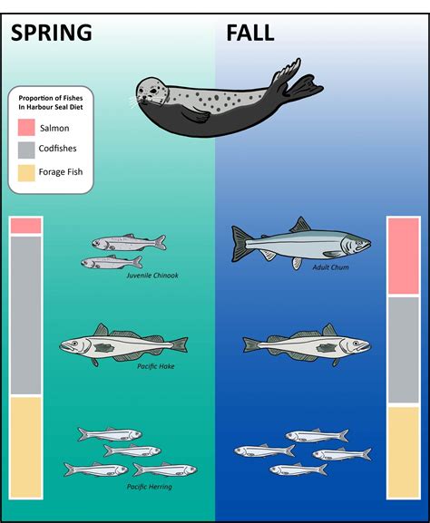 How are Harbour Seals Affecting Local Fish Populations? - Mayne Island