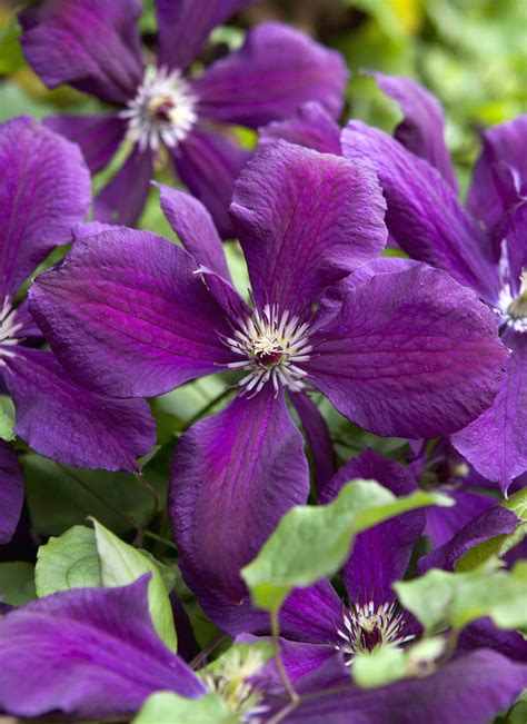 Clematis For Shade Artofit