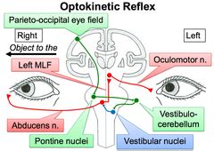 Visual Neuroscience Flashcards Quizlet