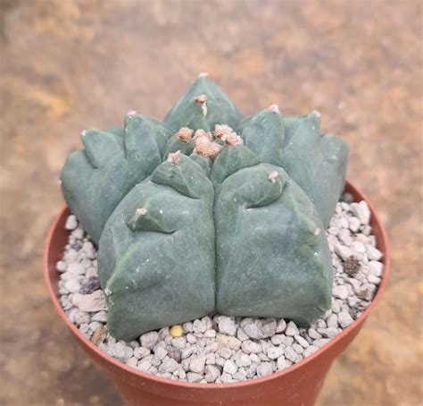 Astrophytum Myriostigma Cv Kikko Nudum