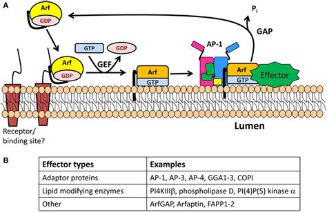 The Arf Gef Gap Cycle A Gdp Arf Is Cytosolic And Is Thought To Be