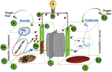 E Major Elements Of Mfc Reactor 1 Proton Exchange Membrane Pem