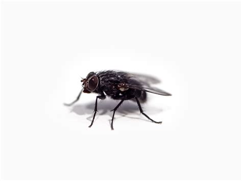 Struckum Commercial Pest Services | Signs of a Fly Infestation