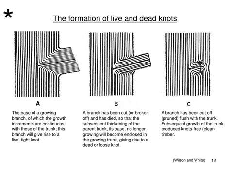 Ppt Wood Macroscopic Wood Anatomy Features Powerpoint