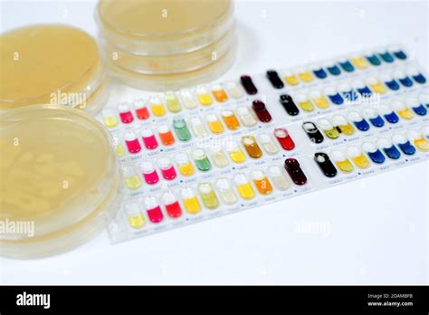 Bacteria Identification Test Kits For The Identification Of Gram