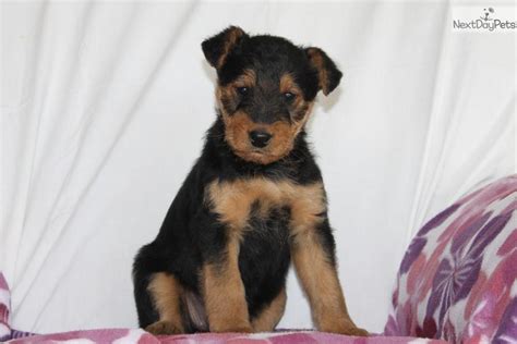 Meet Female A Cute Airedale Terrier Puppy For Sale For 695 Holly