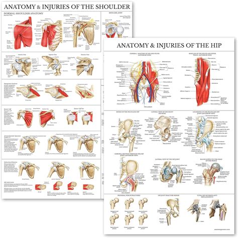 Amazon Palace Learning 2 Pack Anatomy And Injuries Of The