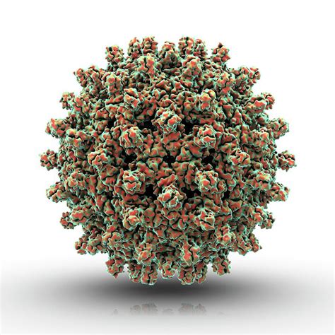 Hepatitis B Virus Particle Photograph By Science Photo