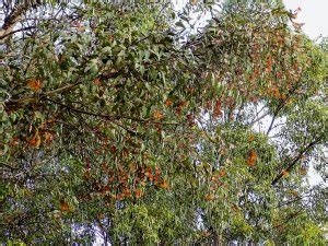 Espectáculo natural arriban las primeras mariposas monarca a Michoacán