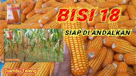 JAGUNG BISI 18 Review Di Musim Penghujan Refrensi Juga YouTube