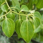 Muda De Canela Feita De Semente Loja Plantei