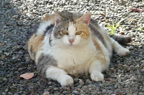 Obesidad en gatos los riesgos causas y síntomas que no deben