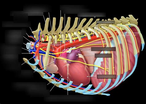 Thoracic inlet overview Diagram | Quizlet