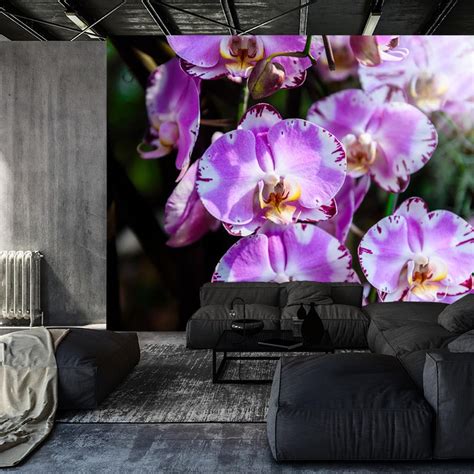 Doboxa Fototapeta Pi Kne Orchidee Vinyl X Opinie I Ceny Na Ceneo Pl