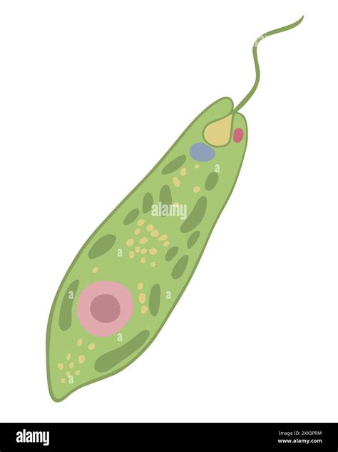 Vector Isolated Illustration Of Euglena Green On A White Background