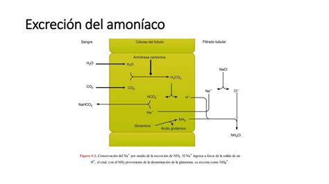 Regulaci N Del Equilibrio Acido Base Pptx