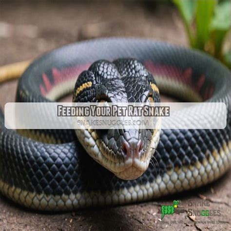 Rat Snakes as Pets: Comprehensive Care and Handling Guide