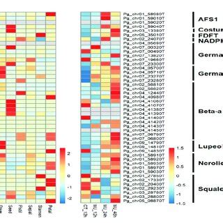 Expression Patterns Of Candidate Genes Involved In The Triterpenoid