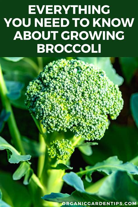 How Does Broccoli Grow Artofit