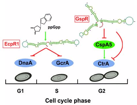 Activity Mechanisms Of S Meliloti Cell Cycle Trans Srnas Ecpr Left