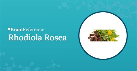 Rhodiola Rosea Benefits Uses Side Effects