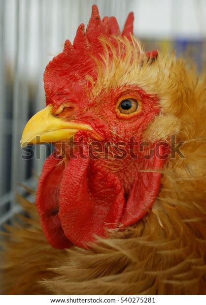 Red Sex Link Chicken Stock Photo 540275281 Shutterstock