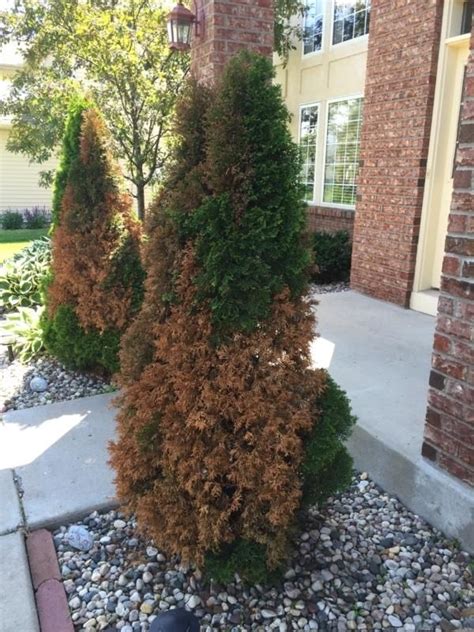 Thuja Green Giant Tree Problems Thuja Green Giant Green Giant Tree